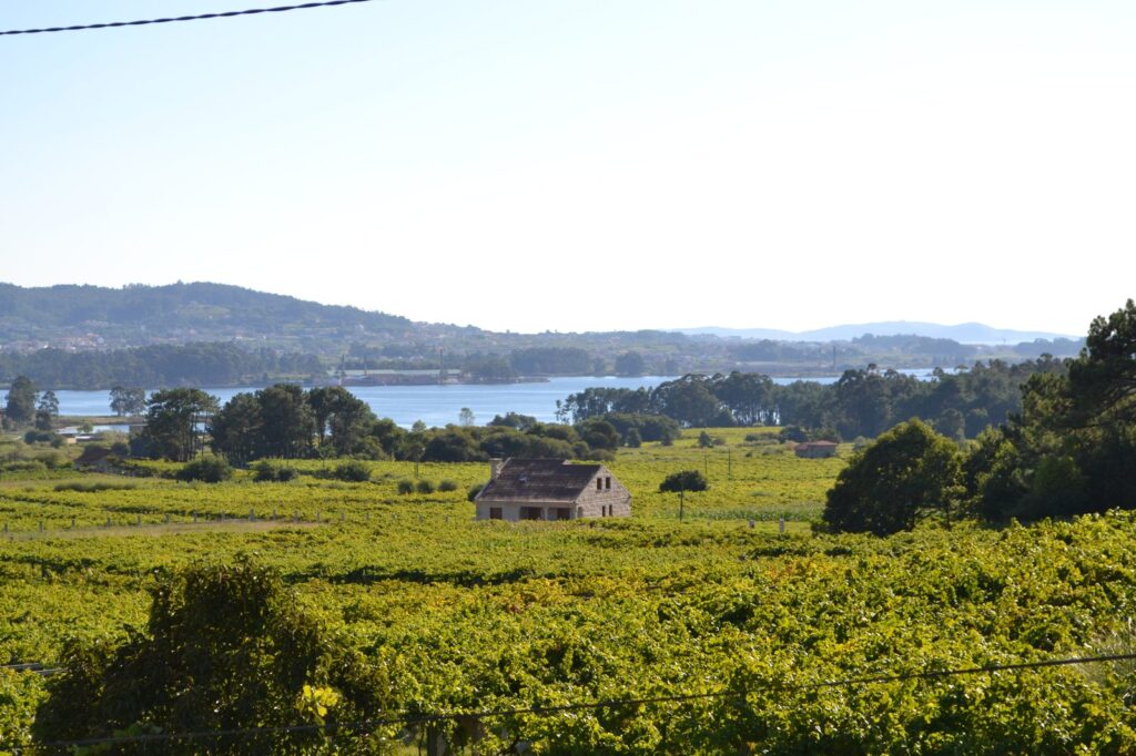 Viñedos de albariño en la parroquia de Santa Cruz de Castrelo, Cambados, con la ría al fondo