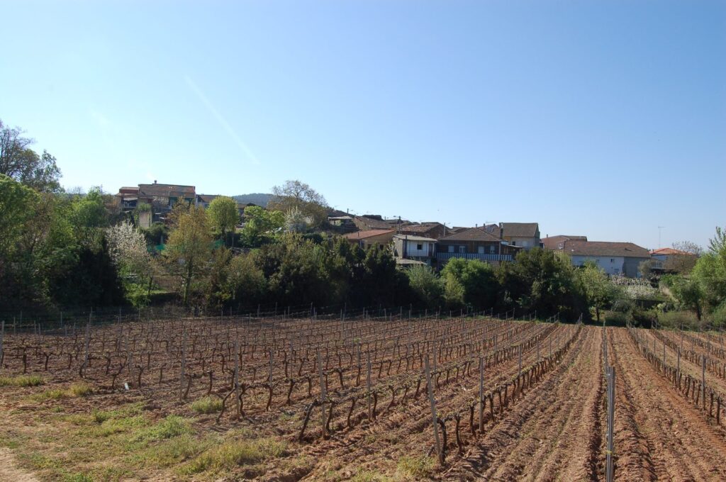Viñedos de la Denominación de Origen Monterrei en Tamagos, Verín